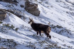 Chamois (Vallée du Ribon, Bessans)